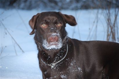 Blossa, snömonstret.
