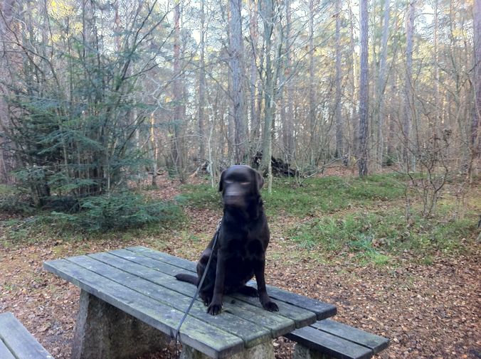 På glöggpromenad med Labradorklubben